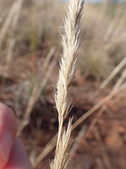 Aristida congesta congesta