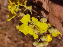 Banisteriopsis gardneriana