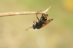 Parabatozonus lacerticida