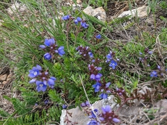Veronica taurica