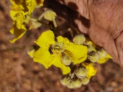 Banisteriopsis gardneriana