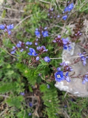 Veronica taurica
