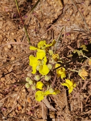 Banisteriopsis gardneriana