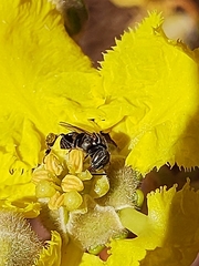 Banisteriopsis gardneriana