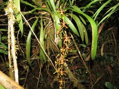 Oncidium mirandum