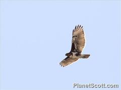 Buteo brachypterus