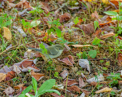 Phylloscopus trochiloides