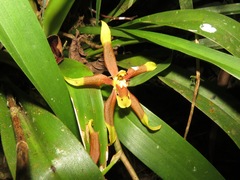 Oncidium mirandum