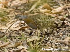 Turnix nigricollis