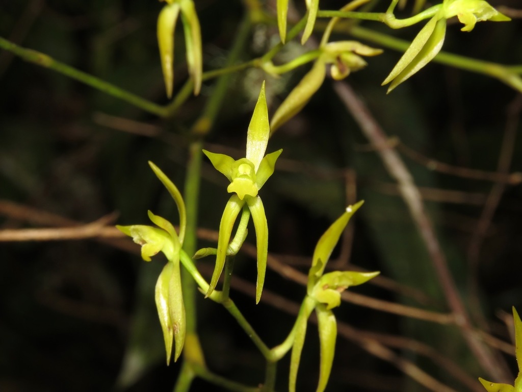 Oliveriana brevilabia