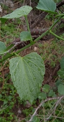 Cissus tiliacea