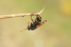 Parabatozonus lacerticida