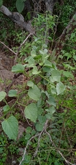 Cissus tiliacea