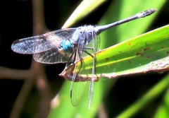 Micrathyria aequalis