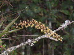 Epidendrum cylindrostachys
