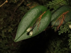 Pleurothallis niveoglobula