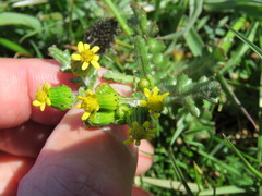 Senecio vulgaris denticulatus