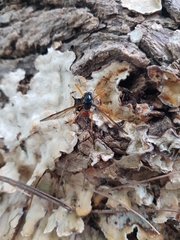 Tanyptera