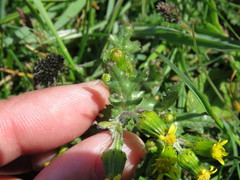 Senecio vulgaris denticulatus