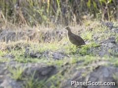 Margaroperdix madagarensis