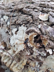 Tanyptera
