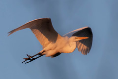Ardea alba