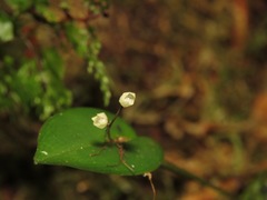 Pleurothallis niveoglobula