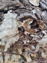 Tanyptera