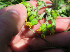 Senecio vulgaris denticulatus