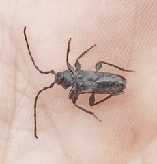 Ropalopus macropus