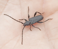 Ropalopus macropus