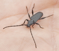 Ropalopus macropus