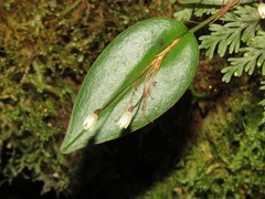 Pleurothallis niveoglobula