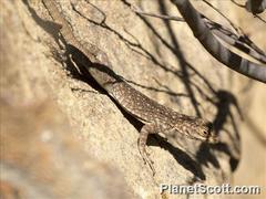 Oplurus quadrimaculatus