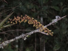 Epidendrum cylindrostachys