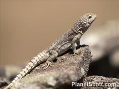 Oplurus cyclurus