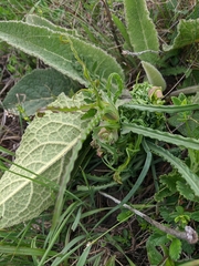 Tragopogon undulatus