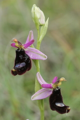 Ophrys bertolonii bertolonii