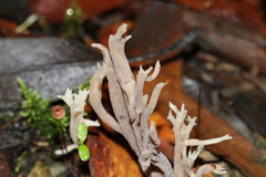Clavulina tasmanica