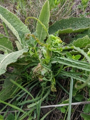 Tragopogon undulatus