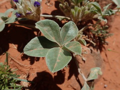 Pediomelum megalanthum