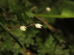 Pleurothallis niveoglobula