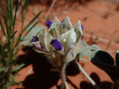 Pediomelum megalanthum