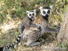 Lemur catta