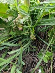Tragopogon undulatus