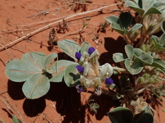 Pediomelum megalanthum