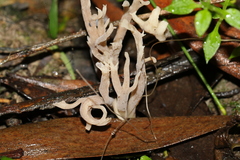 Clavulina tasmanica