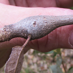 Protobalandricus spectabilis