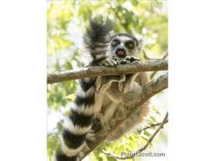 Lemur catta