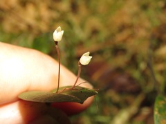 Pleurothallis niveoglobula